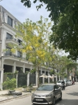 Nhà liền kề